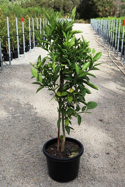 Young potted Citrus Orange 'Cara Cara' 10" Pot tree ready for planting.