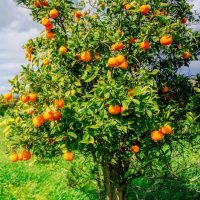 A lush green field under a bright blue sky with scattered clouds showcases a Citrus Orange 'Cara Cara' in a 10" pot, laden with ripe fruit.