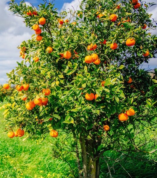 A lush green field under a bright blue sky with scattered clouds showcases a Citrus Orange 'Cara Cara' in a 10" pot, laden with ripe fruit.