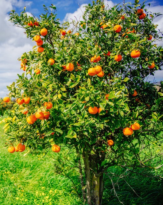 A lush green field under a bright blue sky with scattered clouds showcases a Citrus Orange 'Cara Cara' in a 10" pot, laden with ripe fruit.
