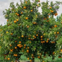 A Citrus Orange 'Cara Cara' tree in a 10" pot, laden with numerous ripe oranges, stands in a green field under a cloudy sky.