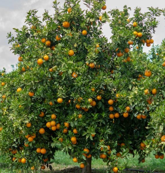 A Citrus Orange 'Cara Cara' tree in a 10" pot, laden with numerous ripe oranges, stands in a green field under a cloudy sky.