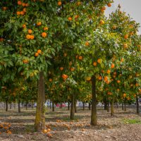 In an orchard, Citrus Orange Trees 'Blood Orange' stand evenly spaced, their branches lush with green leaves and ripe fruit. Some blood oranges have fallen to the ground, adding a vibrant splash of color.