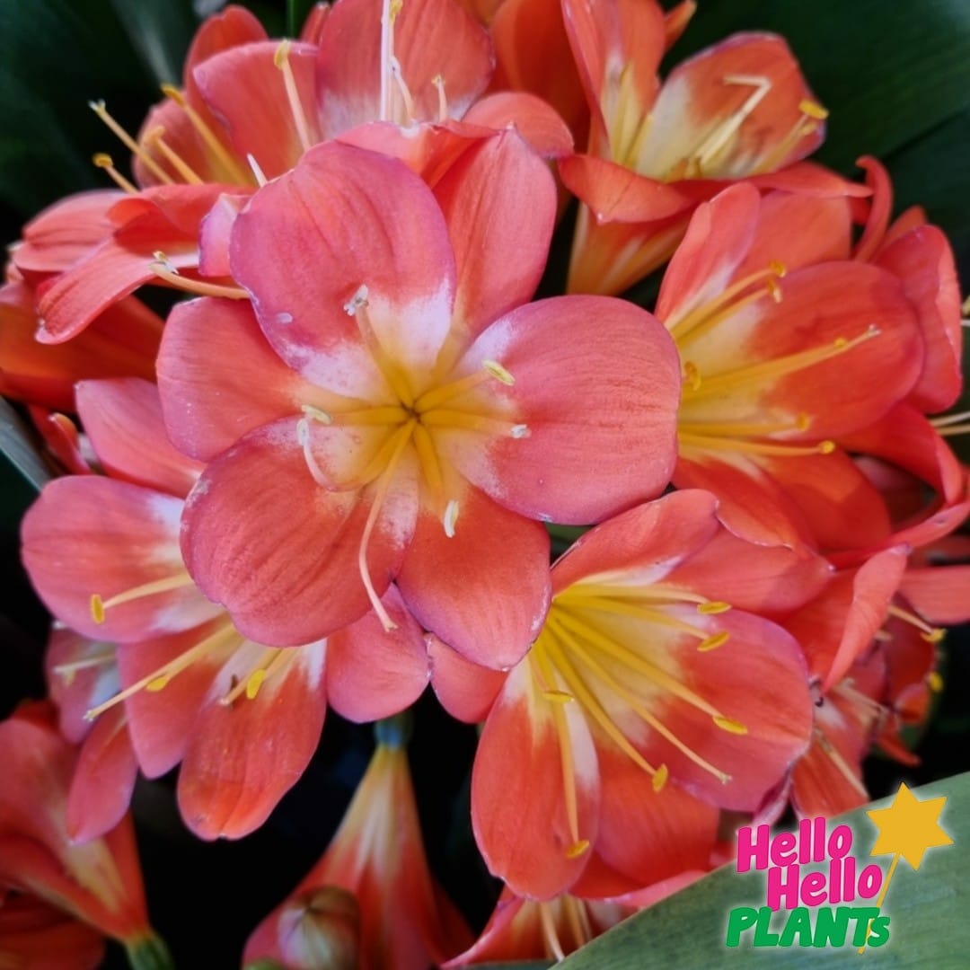 Clivia Belgian Hybrid 'Orange' - Image 3