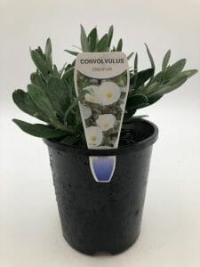 Convolvulus 'Silver Bush' 6" Pot - Image 3