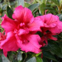 Azalea 'Red Wings' 6" Pot azalea 'Red Wings' 6" Pot azalea 'Red Wings' 6" Pot azalea 'Red Wings' 6" Pot.