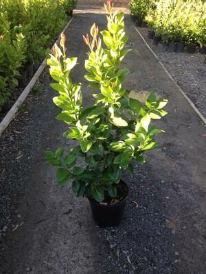 A potted young Citrus 'Eureka' Lemon Tree 10" Pot with lush green leaves, standing on a gravel path surrounded by other plants in a nursery.