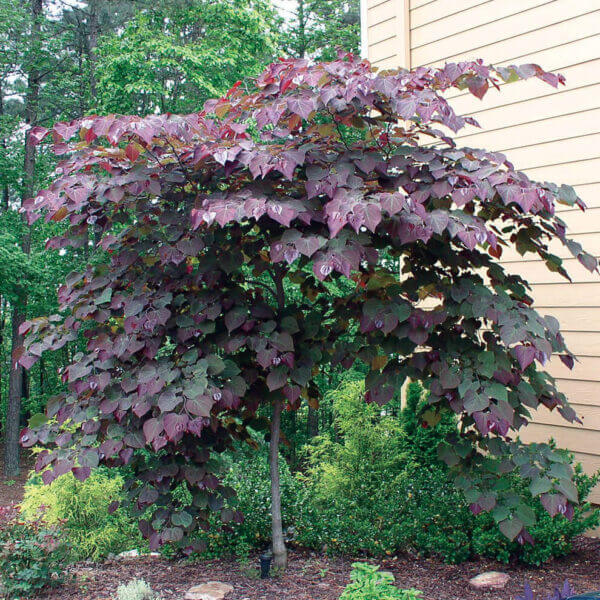 Cercis 'Forest Pansy'