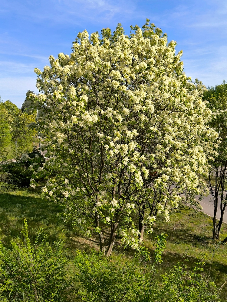 A Fraxinus 'Flowering Ash' tree with dense clusters of white flowers stands on a grassy area under a blue sky, surrounded by lush green foliage.