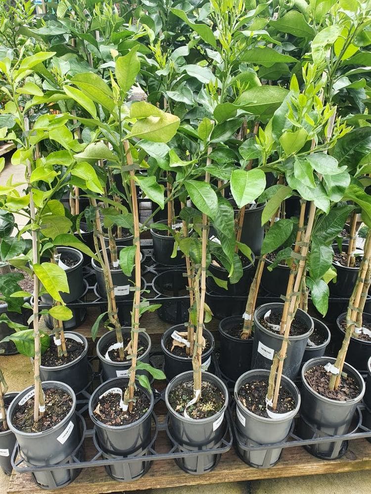 Citrus 'Star Ruby' Grapefruit - Image 2