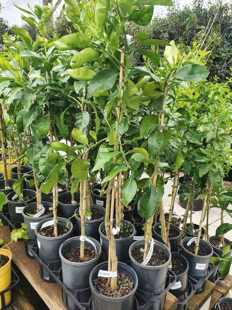 Citrus 'Star Ruby' Grapefruit - Image 3