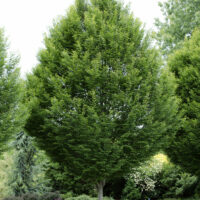 A large Carpinus 'European Hornbeam' Tree 8" Pot surrounded by other dense foliage and vibrant purple shrubs in a lush park setting.