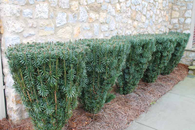 Cephalotaxus 'Japanese Plum Yew' - Image 2