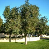 A Brachychiton 'Kurrajong Tree' 16" Pot, stands majestically in the middle of a grassy area.