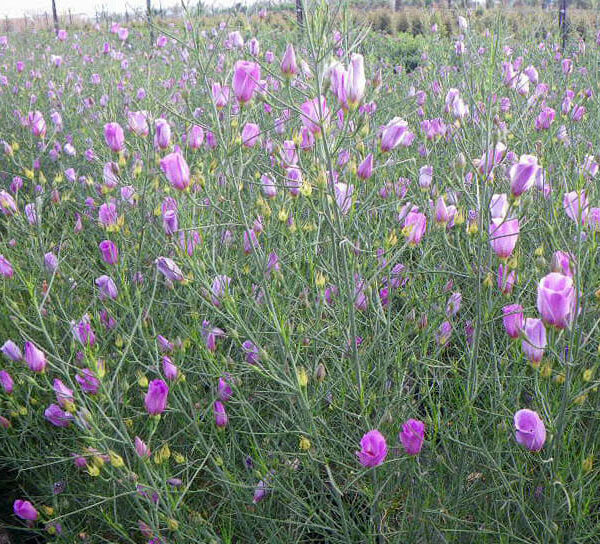 A field of Alyogyne 'Melissa Anne' Native Hibiscus 6" Pot flowers in a field.