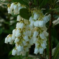 White bell-shaped flowers hanging in clusters from a green Pieris 'Temple Bells' 8" Pot shrub with dense foliage.
