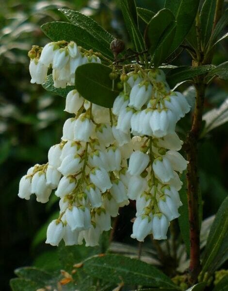 White bell-shaped flowers hanging in clusters from a green Pieris 'Temple Bells' 8" Pot shrub with dense foliage.