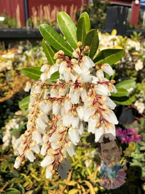 A cluster of white Pieris 'Temple Bells' 8" Pot flowers, with a decorative tag featuring a cartoon face, against a blurred garden background.