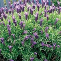 Lavandula 'Winter Purple' Lavender