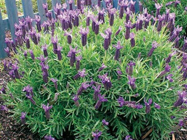 Lavandula 'Winter Purple' Lavender