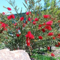 Callistemon Cherry Time