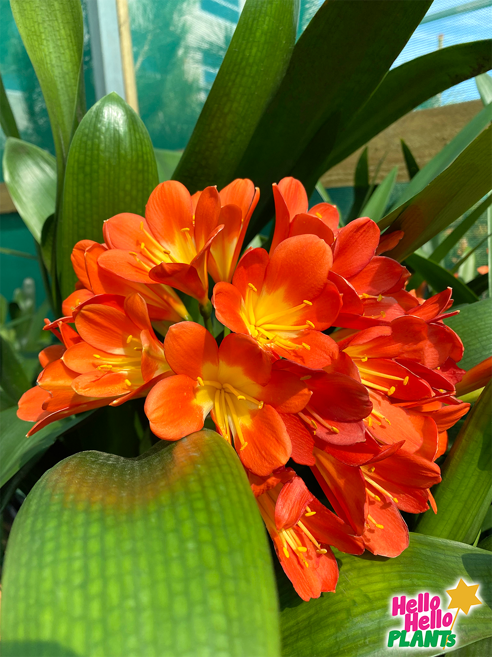 Clivia Belgian Hybrid 'Orange' - Image 4