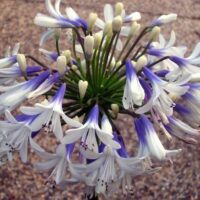 An Agapanthus 'Cloudy Days' 6" Pot with white and blue flowers on it, perfect for 6" Pot arrangements and adding a touch of elegance to Cloudy Days.