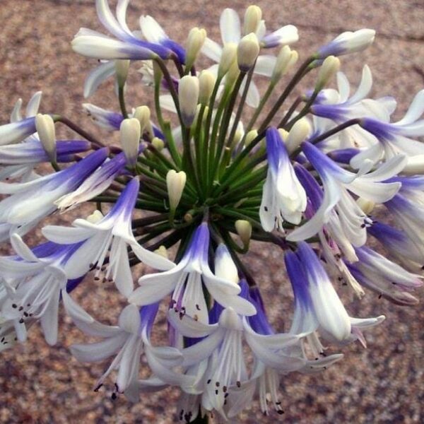 An Agapanthus 'Cloudy Days' 6" Pot with white and blue flowers on it, perfect for 6" Pot arrangements and adding a touch of elegance to Cloudy Days.
