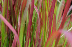 Imperata 'Japanese Blood Grass' 6" Pot - Image 2
