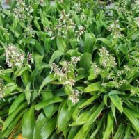 Arthropodium 'NZ Rock Lily' features dense green foliage and clusters of small white and purple flowers on long stems, bringing graceful beauty to any garden space.