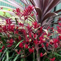 Anigozanthos 'Ruby Velvet™' Kangaroo Paw 6" Pot flowers in a pot in front of a house.