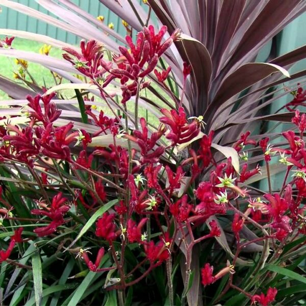 Anigozanthos 'Ruby Velvet™' Kangaroo Paw 6" Pot flowers in a pot in front of a house.