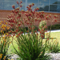 An Anigozanthos 'Regal Velvet™' Kangaroo Paw 7" Pot in front of a building.