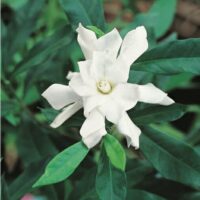 A Gardenia 'Four Seasons' 6" Pot on a plant with green leaves.