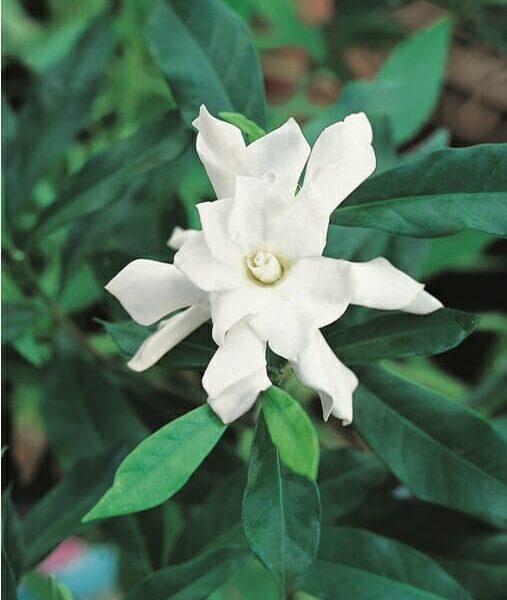 A Gardenia 'Four Seasons' 6" Pot on a plant with green leaves.