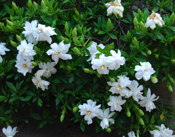 Gardenia 'Radicans'