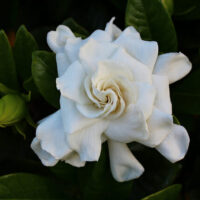 A white Gardenia 'Professor Pucci' 3ft Standard 8" Pot with green leaves.