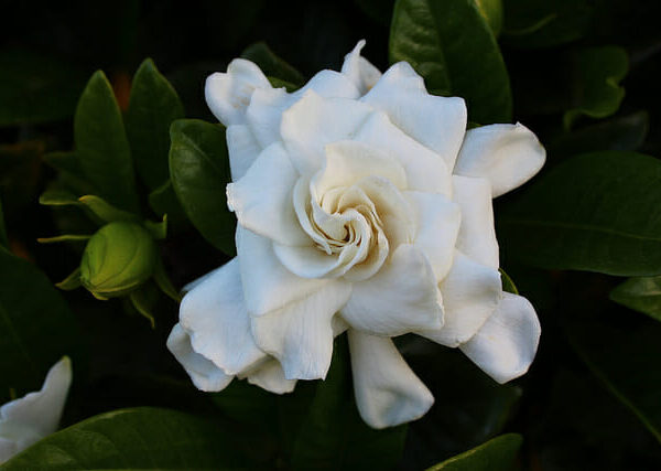 A white Gardenia 'Professor Pucci' 3ft Standard 8" Pot with green leaves.