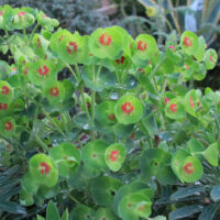 A Euphorbia 'Baby Charm' 6" Pot with red flowers and leaves.