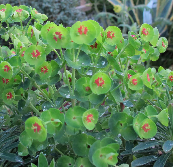 A Euphorbia 'Baby Charm' 6" Pot with red flowers and leaves.