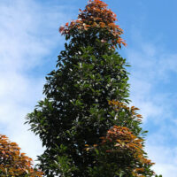 A Elaeocarpus eumundi 'Quandong' 12" Pot with red and orange leaves against a blue sky.