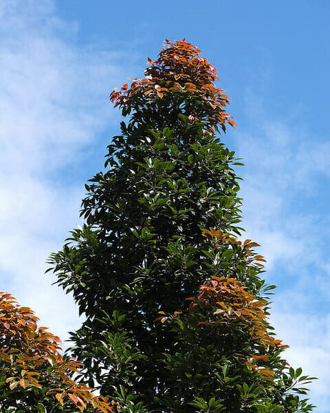 A Elaeocarpus eumundi 'Quandong' 12" Pot with red and orange leaves against a blue sky.