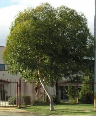 Eucalyptus 'Dwarf Sugar Gum' - Image 5