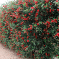 A tall hedge of Callistemon 'Slim™' Bottle Brush features dense green foliage and abundant bright red, brush-like flowers, creating a striking border along a gravel path.