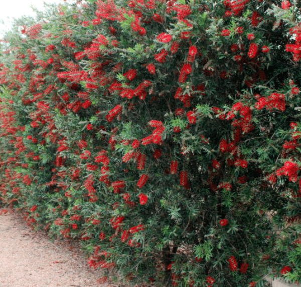 A tall hedge of Callistemon 'Slim™' Bottle Brush features dense green foliage and abundant bright red, brush-like flowers, creating a striking border along a gravel path.