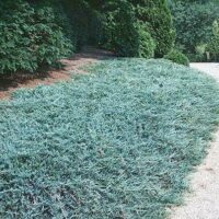 Spreading & Groundcover Conifers & Pines
