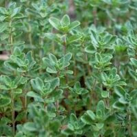 Close-up of vibrant green Thymus 'Common Thyme' plants, showcasing their small, rounded leaves growing densely together.
