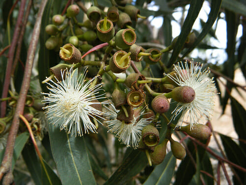 Corymbia 'Spotted Gum' - Image 3