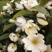 Magnolia 'Cream Fairy' PBR 13" Pot flowers on a bush.