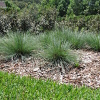 Lomandra 'Crackerjack™' 8" Pot